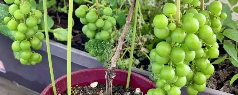 葡萄树的移栽方法,春季和秋季移栽的关键步骤-会东网