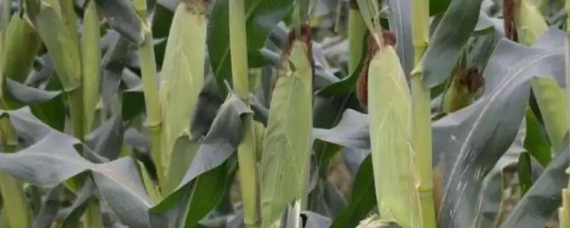山谷717（试验名称：山谷717）玉米种子简介，高抗大斑病的强大抗病力-会东网