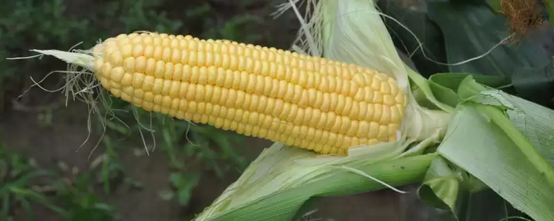 黔单24玉米品种简介，亩植密度3000株左右的密度选择-会东网