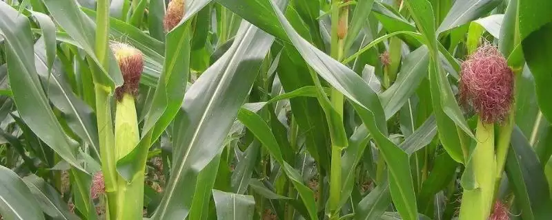 盛新168玉米品种简介，株型半紧凑的特点分析-会东网