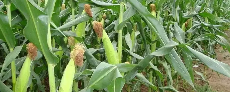 天玉168玉米种子介绍，在西南地区出苗至成熟120天-会东网