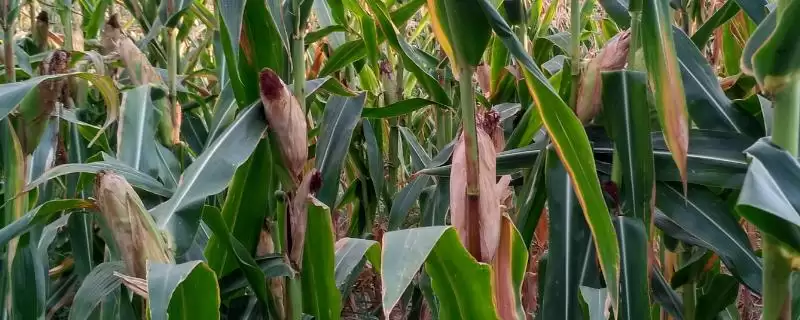 商都188玉米品种特性,中抗小斑病的抗病能力体现-会东网