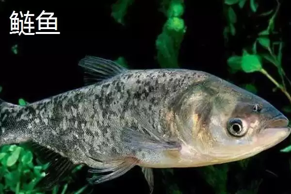 图片[5]-统爆鲢鳙是什么？可作为野钓鲢鳙的主攻饵-会东网
