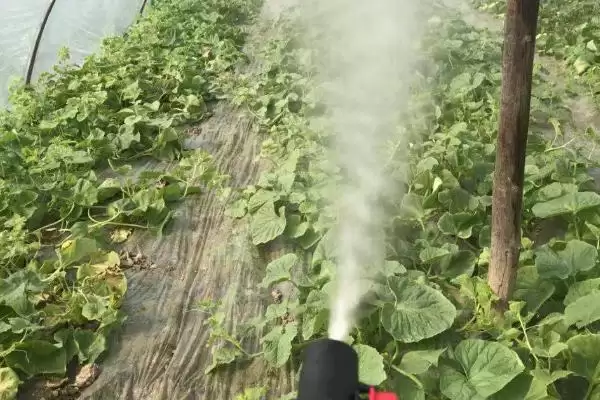 图片[3]-施田补除草剂的使用方法，移栽前兑水喷雾的要点-会东网