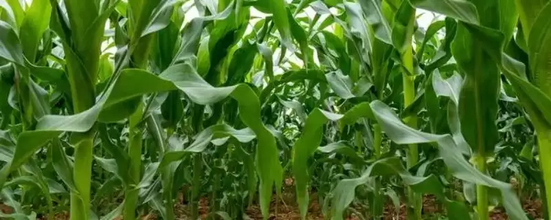 肃研16玉米种子啥特性?生育期105天-会东网