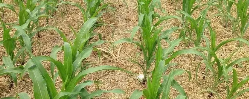 世宾2060玉米品种简介，中抗茎腐病的能力体现-会东网