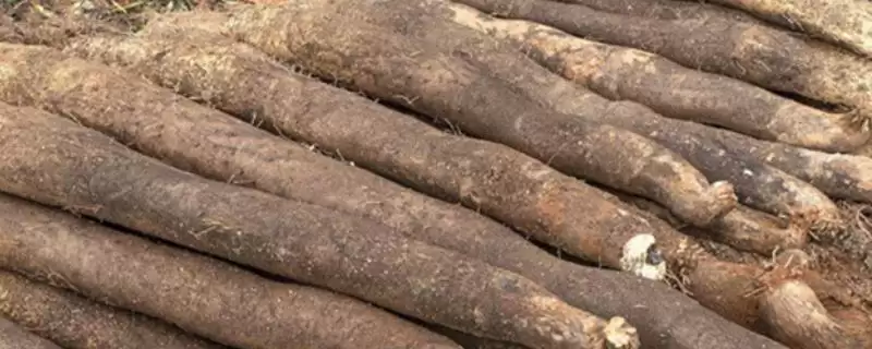 山药根腐病的症状，块茎先出现病斑至腐烂的症状分析-会东网