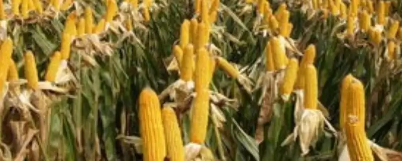 盛玉88玉米种子特点，高抗腐霉茎腐病的能力体现-会东网