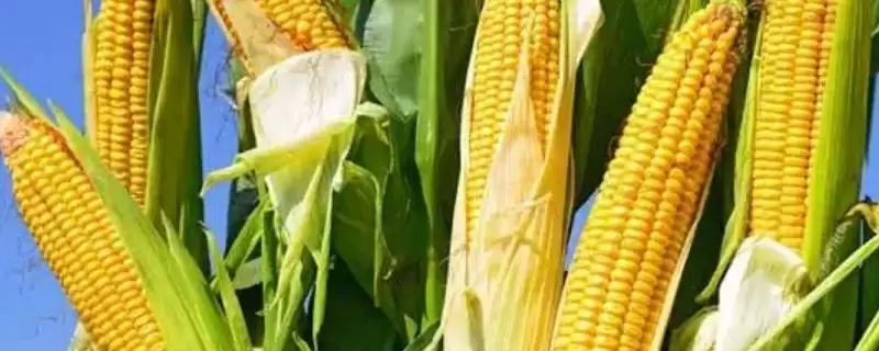 苏玉40玉米品种有啥特性？适宜密度4500株／亩左右-会东网