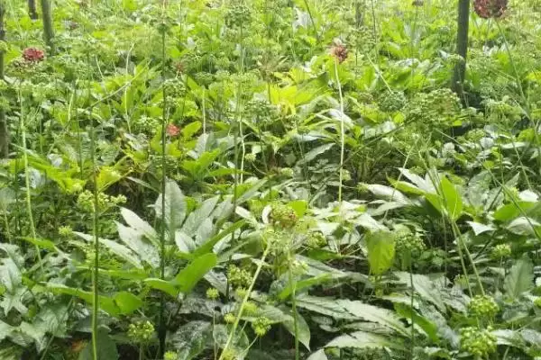 图片[2]-七叶一枝花的种植方法，5月中、下旬间苗的要点-会东网
