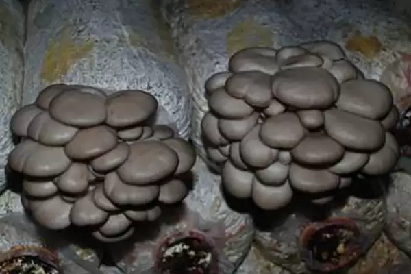 图片[4]-平菇如何种植才能丰产，选对优质高产品种的要点-会东网