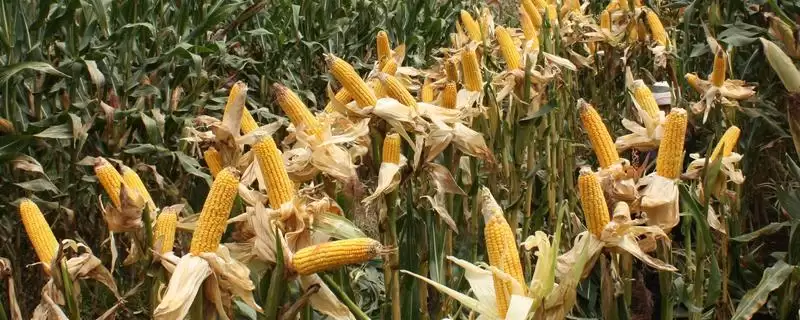 普天833玉米种子特点，中抗大斑病的抗病能力-会东网