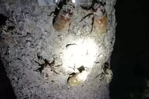 图片[4]-什么树上金蝉多，榆树、柳树、白蜡树等树木的栖息特性介绍-会东网