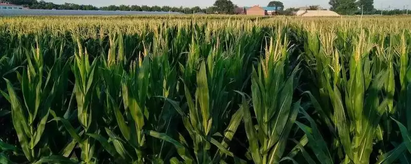 沁丰12玉米品种特性，防治丝黑穗病的关键要点-会东网