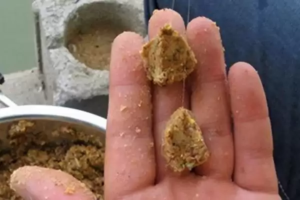 图片[4]-秋季钓大鲫鱼的饵料，自然或商品饵料选择要点-会东网