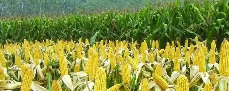 绥玉18玉米种子有啥特点?该品种为普通玉米-会东网