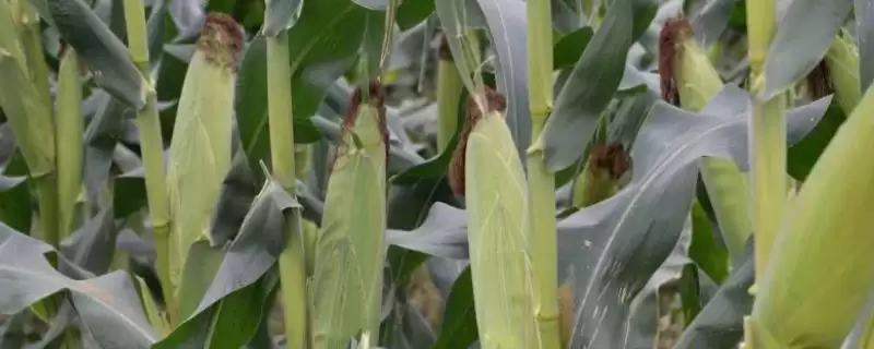日茂7号玉米种简介，防治玉米丝黑穗病要点-会东网
