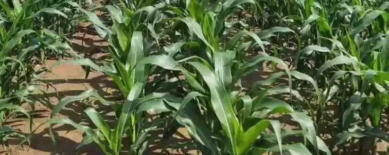 赛玉539玉米种子特征特性，选择中等以上肥力地块的要点-会东网