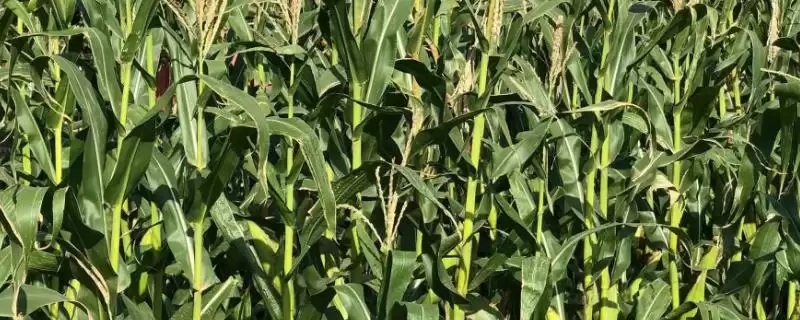 中科兴828玉米品种有啥特性(中科兴828玉米品种中抗茎腐病)？-会东网