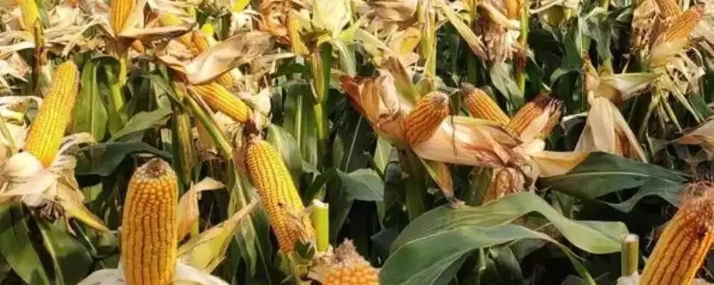 适合山东的高产玉米种,可选郑单958、浚单20、先玉335等品种介绍-会东网