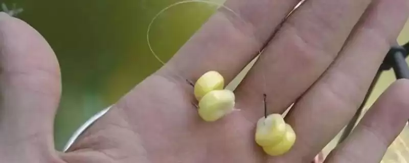 水库钓鱼用玉米的效果,玉米几乎能一年四季用来钓鱼的优势-会东网