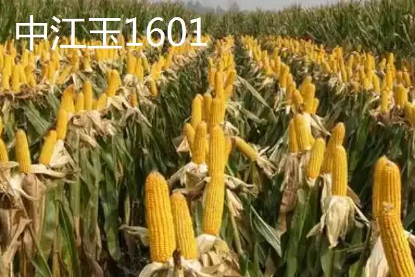 图片[3]-适合江苏种植的玉米品种，常见4种品种的详细介绍-会东网