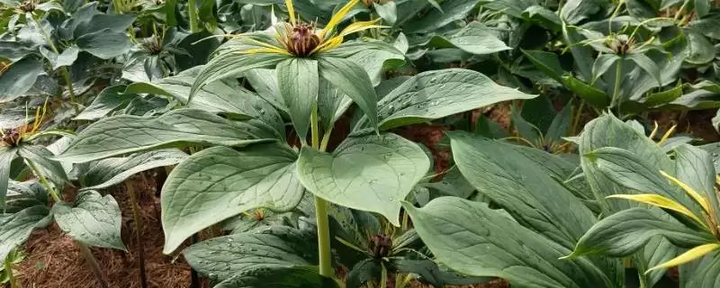 七叶一枝花的种植方法，5月中、下旬间苗的要点-会东网