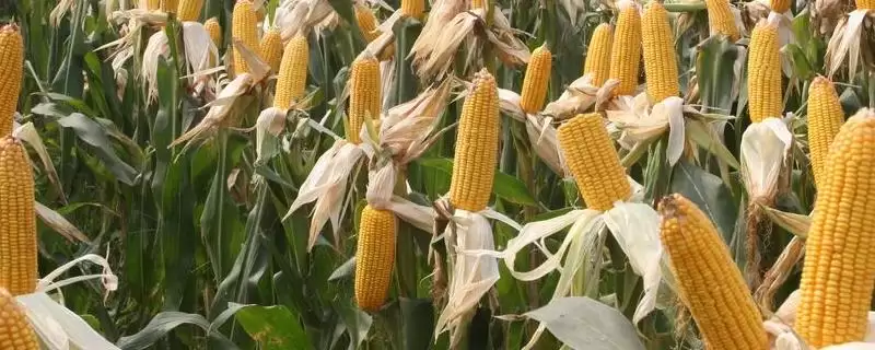 师单3号玉米种子介绍，中抗弯孢霉叶斑病的抗病能力-会东网