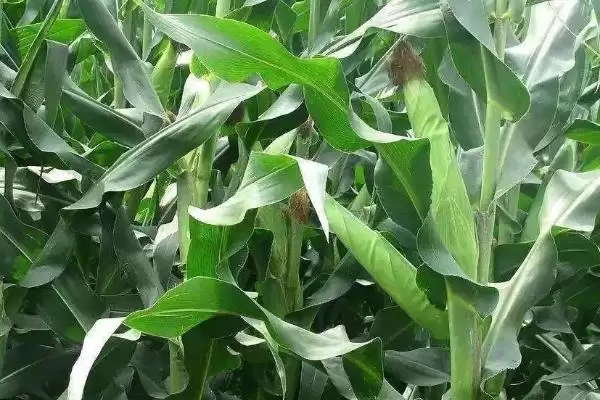 图片[4]-汶单307玉米种子有啥特点？适宜密度5000株／亩-会东网