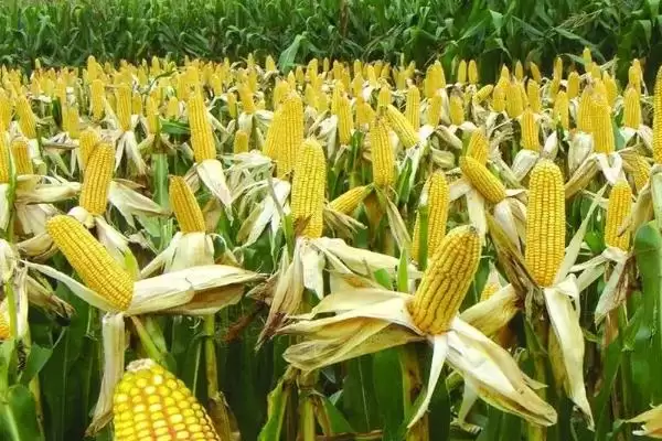 图片[4]-三北907玉米种子特点，生育期春季平均115天的生长周期-会东网