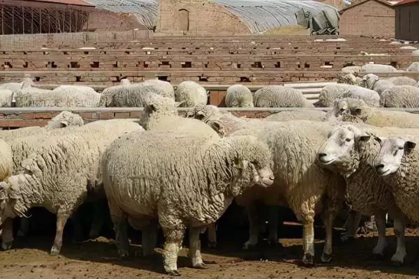 图片[3]-瘦羊催肥的方法，提供蛋白质和微生物含量较高饲料的要点-会东网