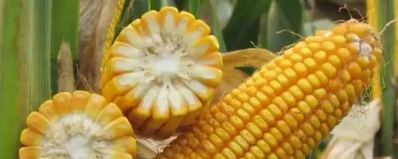 万成玉831玉米种子有啥特点？该品种持绿性很好-会东网