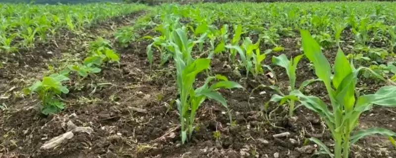 适合贵州种植的玉米品种,根据地理环境和用途选种的要点-会东网