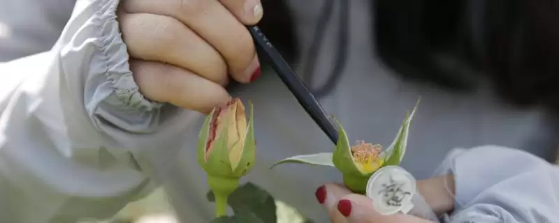 授粉药对人体是否有害，通常情况下无害的原因分析-会东网
