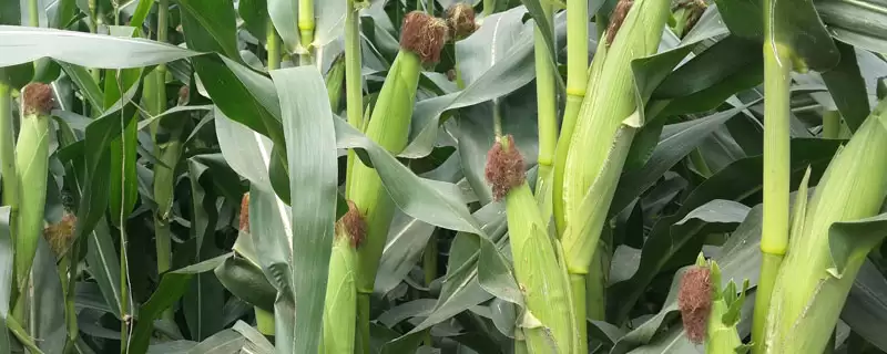 荃能88玉米种子特点,普通夏玉米品种特点剖析-会东网