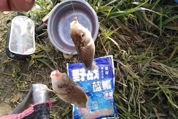 图片[5]-秋季钓大鲫鱼的饵料，自然或商品饵料选择要点-会东网