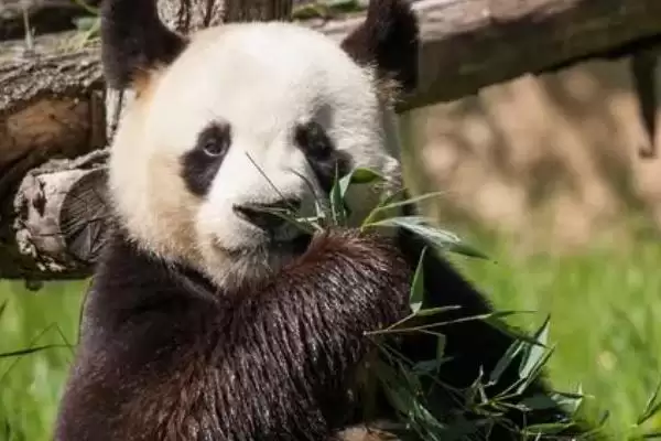 图片[3]-熊猫吃的竹子品种：刺竹等人工饲养常吃品种要点？-会东网