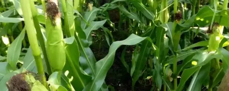 荣丰711玉米种子特征特性，全面了解其特性要点-会东网