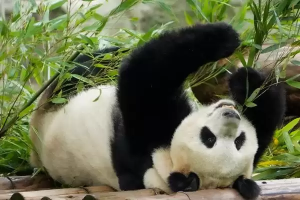 图片[4]-熊猫吃的竹子品种：刺竹等人工饲养常吃品种要点？-会东网