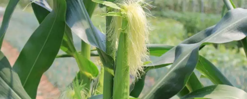 荣育769玉米品种简介,放赤眼蜂防治玉米螟要点-会东网