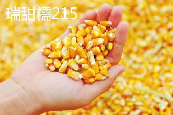 图片[5]-什么品种的甜糯玉米种子好，因地制宜选择的要点分析-会东网
