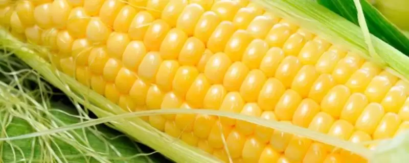 太玉191玉米品种介绍，适宜播期4-5月初-会东网