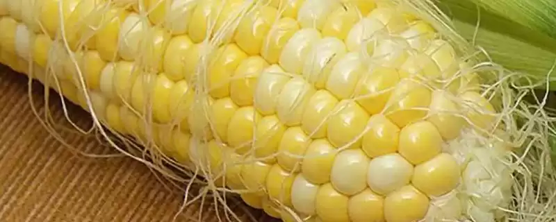 天玉8087玉米种子介绍,每亩保苗4300株左右-会东网