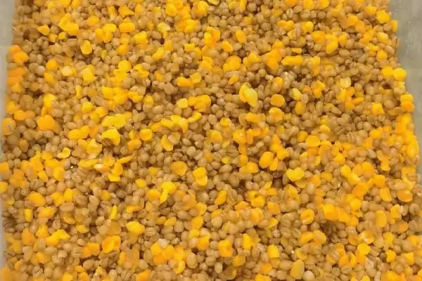 图片[5]-三月河里钓鱼技巧，钓鱼黄金时节的技巧分析-会东网