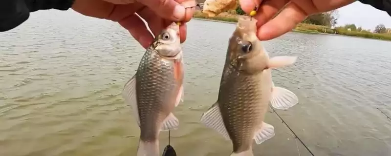 秋季钓大鲫鱼的饵料,自然或商品饵料选择要点-会东网