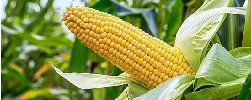 天科玉1号玉米种子啥特性？生育期111.7天-会东网
