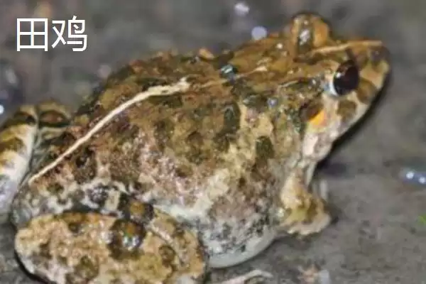 图片[3]-青蛙和田鸡的区别，二者均可养殖的特点介绍-会东网