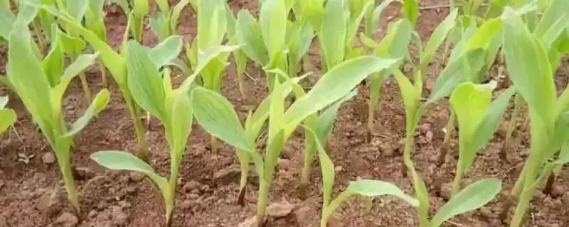 如何判断农作物缺肥,根据表现症状分析缺肥要点-会东网