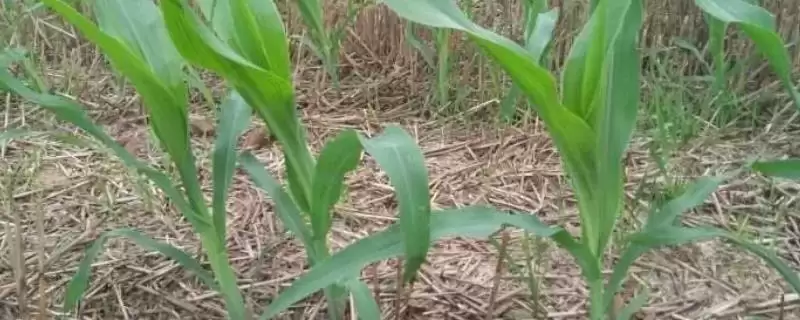 沈糯18号玉米品种特性，株型半紧凑的特点分析-会东网