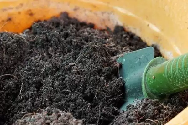 图片[8]-葡萄树的移栽方法，春季和秋季移栽的关键步骤-会东网